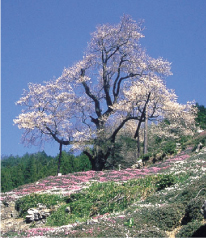 仁淀川町PHOTO